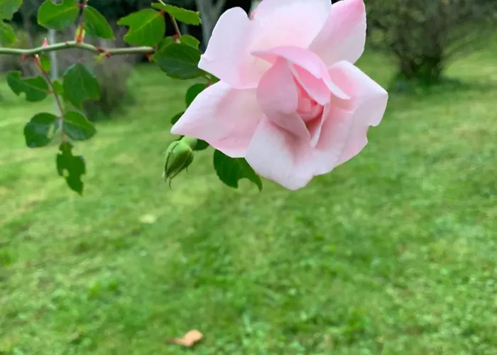 בית נופש Dom Z Sadem Pisarzowice (Bielsko)